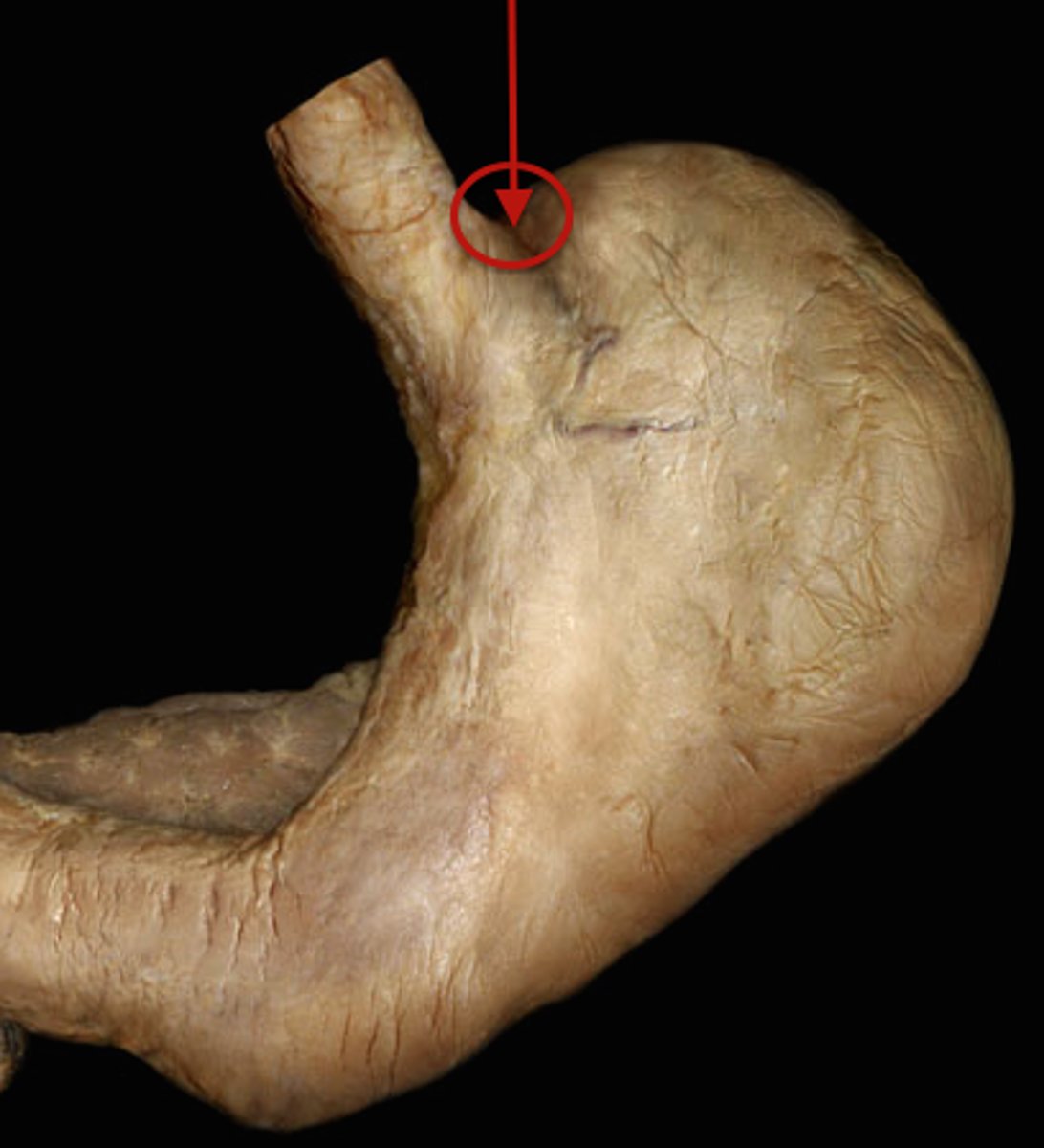 knowt flashcard image
