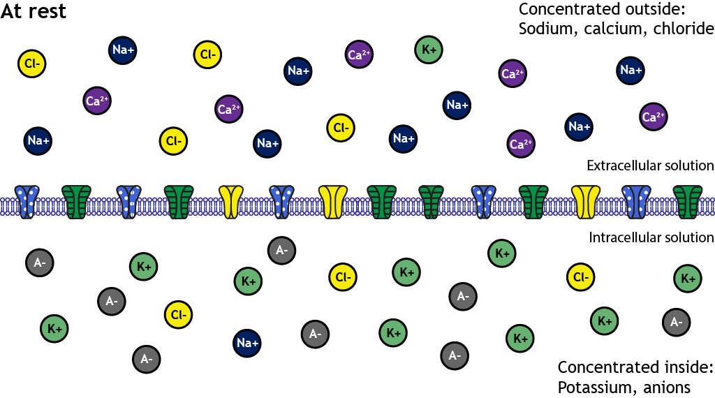 <p>The resting potential is -70 mV. </p>