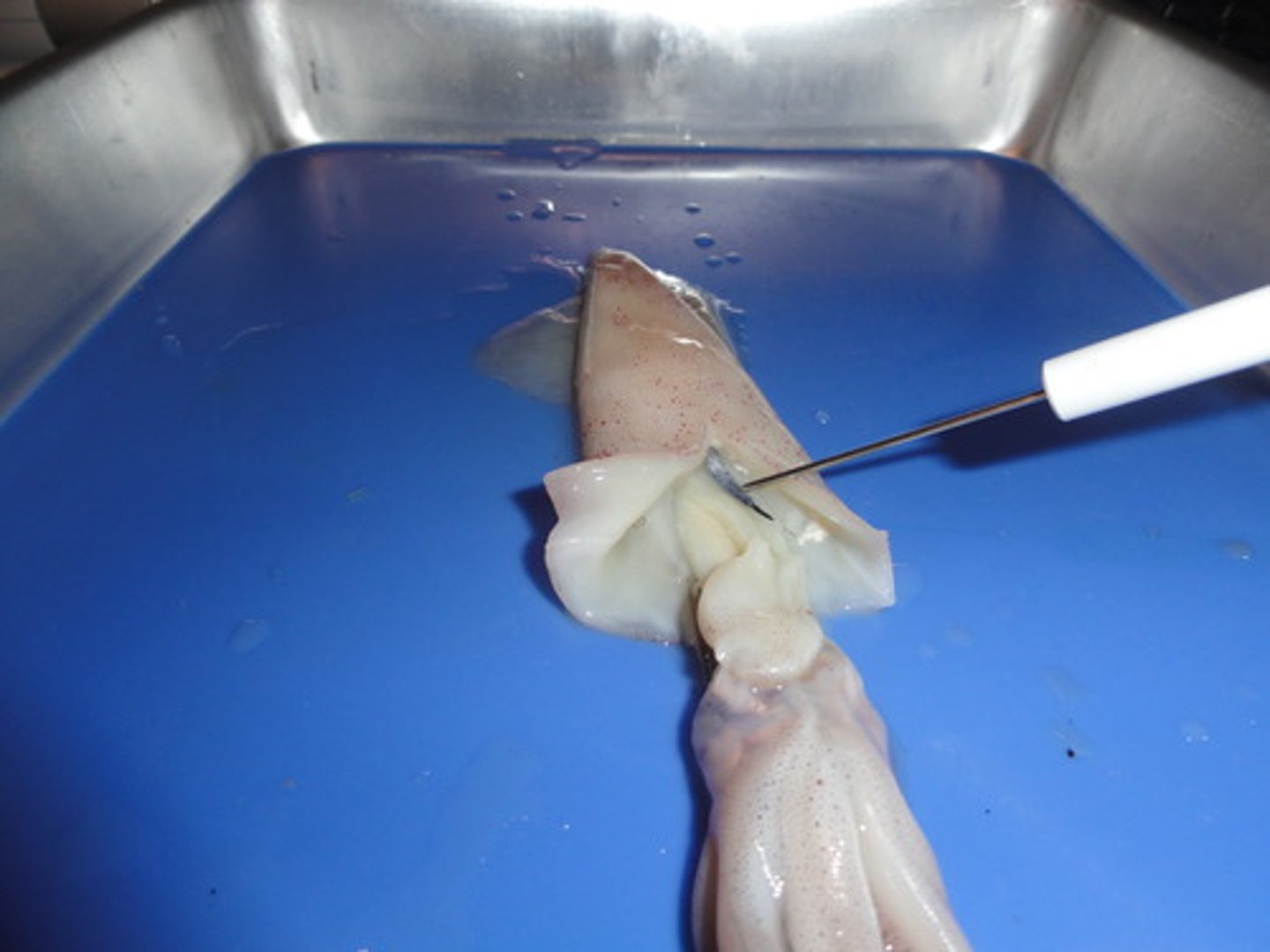 <p>releases dark fluid when alarmed</p>