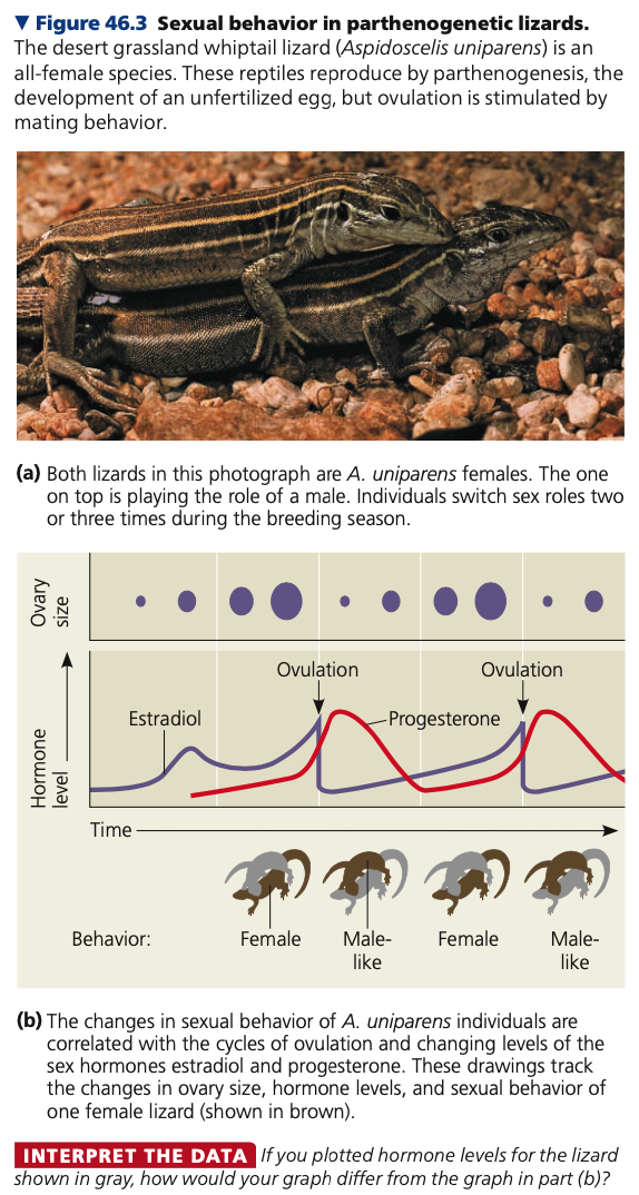 * An egg develops without being fertilized 
* Occurs in both vertebrate and invertebrate animal species