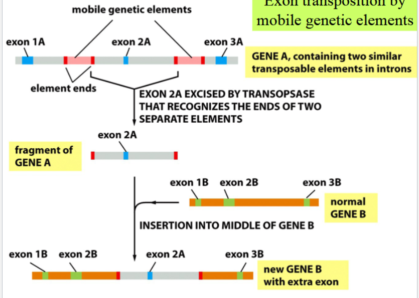 <p>like normal genetic rearrangement by mobile genetic elements, but with a little extra</p><p>if the transposed segment includes an exon, then its insertion into a second gene alters and creates a new version of that second gene</p>