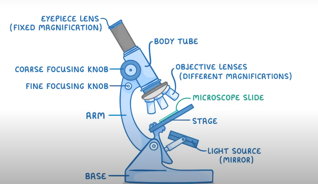 light microscope labelled <br /><br />