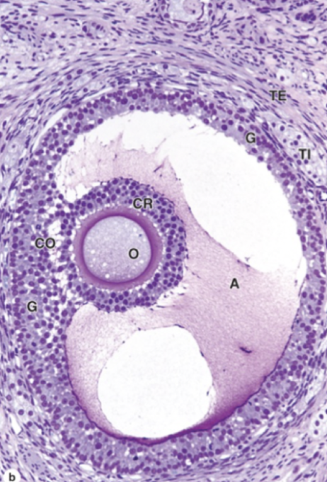 <ul><li><p>Oocyt med zona pellucida</p></li><li><p>Corona radiata</p></li><li><p>Cumulus oophorous</p></li><li><p>Antrum</p></li><li><p>Granulocyter</p></li><li><p>Theca interna</p></li><li><p>Theca externa</p></li></ul>