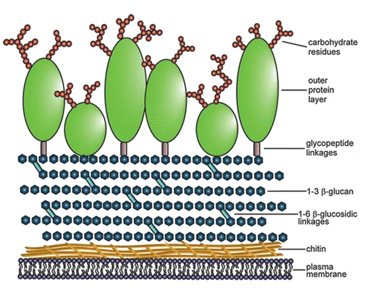 <p>"Fungal cell walls are composed of chitin (a polysaccharide of N-acetylglucosamine), making them insensitive to antibiotics targeting peptidoglycan synthesis (found in bacteria)."</p>