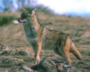 <p>Coyote</p>