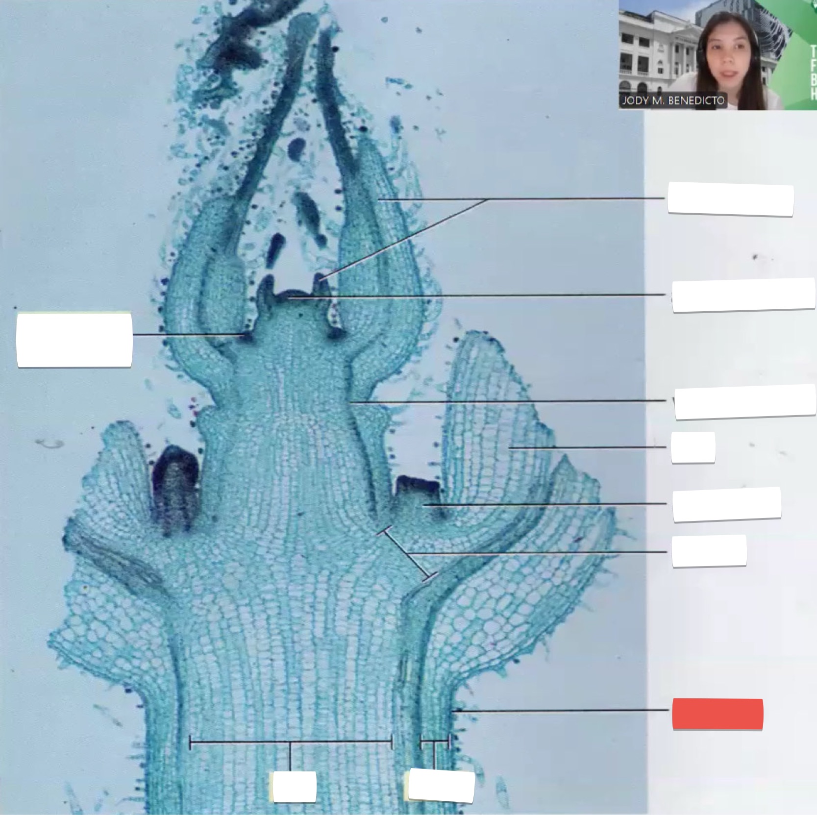 <p>identify the part in red</p>