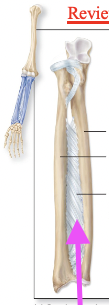 <p>Dense regular connective tissue fibers (interosseous membrane) between bones</p><p>ex: articulations between radius and ulna and between tibia and fibula</p>