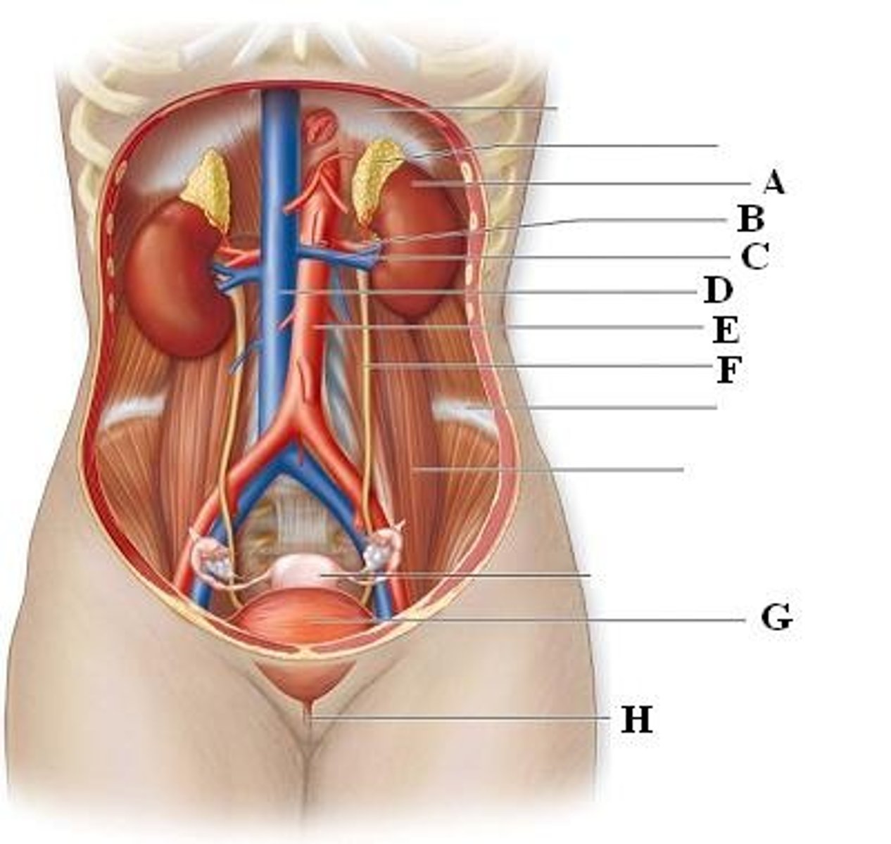 <p>Right renal artery</p>