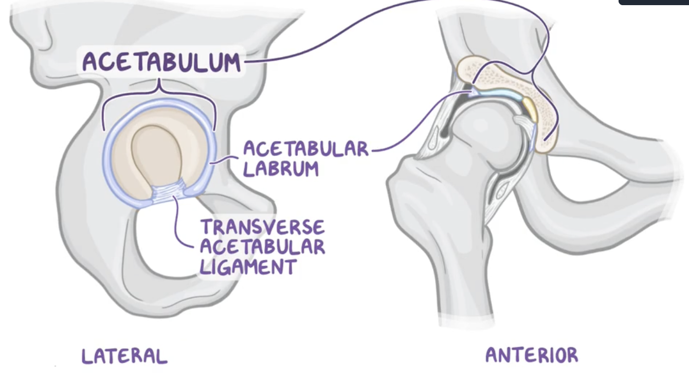 <p><span><strong>increases</strong> the <strong>surface area</strong> of the acetabulum to allow <strong>more than half of the femoral head </strong>to fit within the acetabulum for <strong>stability</strong>.</span></p>