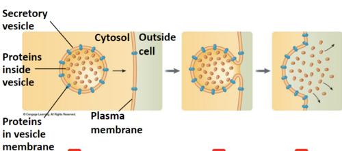 Process by which a cell releases large amounts of material