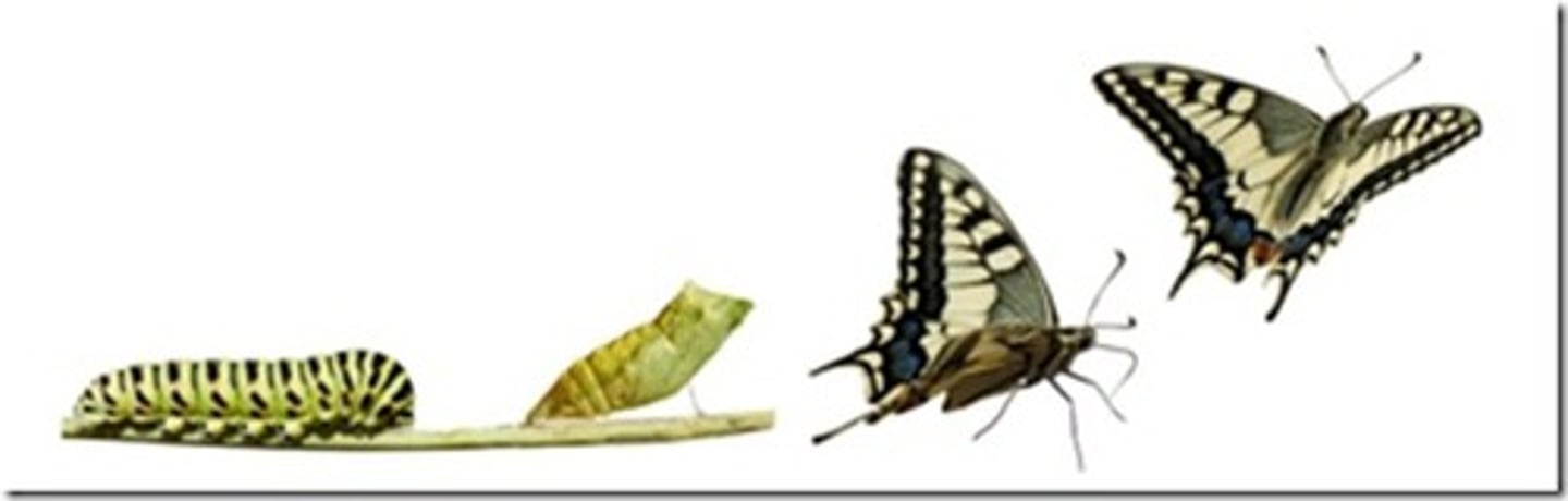 <p>To become</p>