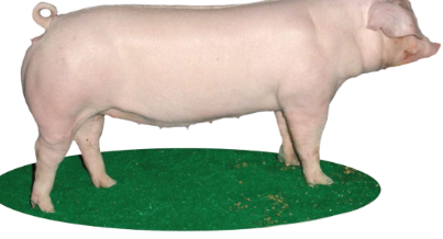 <p>Originated in Denmark (1895); imported to the U.S. in 1934.</p>