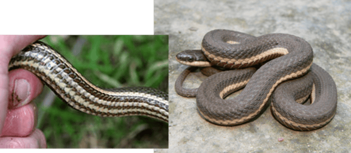 <p>38.1-86.4cm</p><p>Slender with small head</p><p>Keeled scales</p><p>Dark brown dorsum sometimes with 3 vague black stripes</p><p><strong>Yellow lips</strong></p><p><strong>Yellow stripe along the lower sides scale rows 1 and 2</strong></p><p><strong>Yellowish ventral surface with a dark stripe along each side</strong></p>