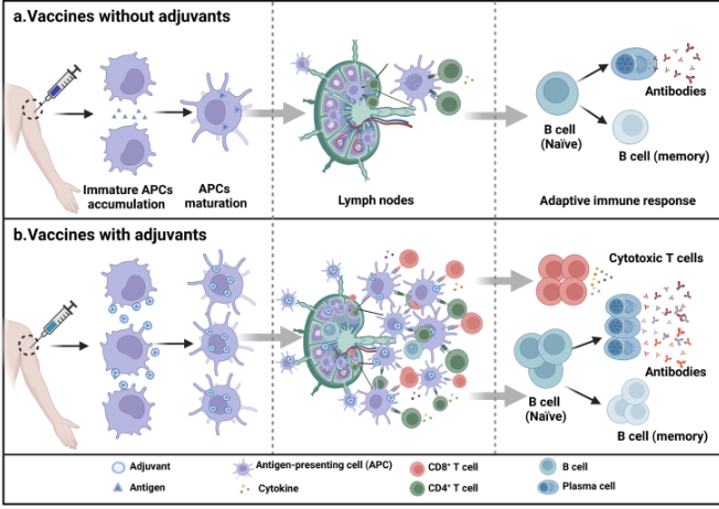 <p><span style="color: rgb(255, 255, 255);">activate the<mark data-color="yellow" style="background-color: yellow; color: inherit;"> innate immunity </mark>by acting like<mark data-color="yellow" style="background-color: yellow; color: inherit;"> pathogen </mark>or having similar <mark data-color="yellow" style="background-color: yellow; color: inherit;">molecular patterns</mark> → can enhance or restore the ability of the immune system to<mark data-color="yellow" style="background-color: yellow; color: inherit;"> identify a vaccine antigen</mark> with subsequent<mark data-color="yellow" style="background-color: yellow; color: inherit;"> activation of APCs and adaptive immunity</mark></span></p><ul><li><p>vaccine without adjuvants → weaker and shorter immune response&nbsp;</p></li><li><p>vaccine with adjuvants → stronger and longer-lasting immune response&nbsp;as it <mark data-color="yellow" style="background-color: yellow; color: inherit;">attracts more immune cells to the site</mark></p></li></ul><p></p>