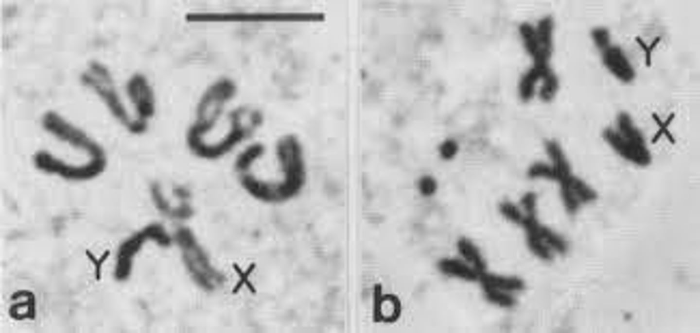<p>Study of chromosome numbers and structures.</p>