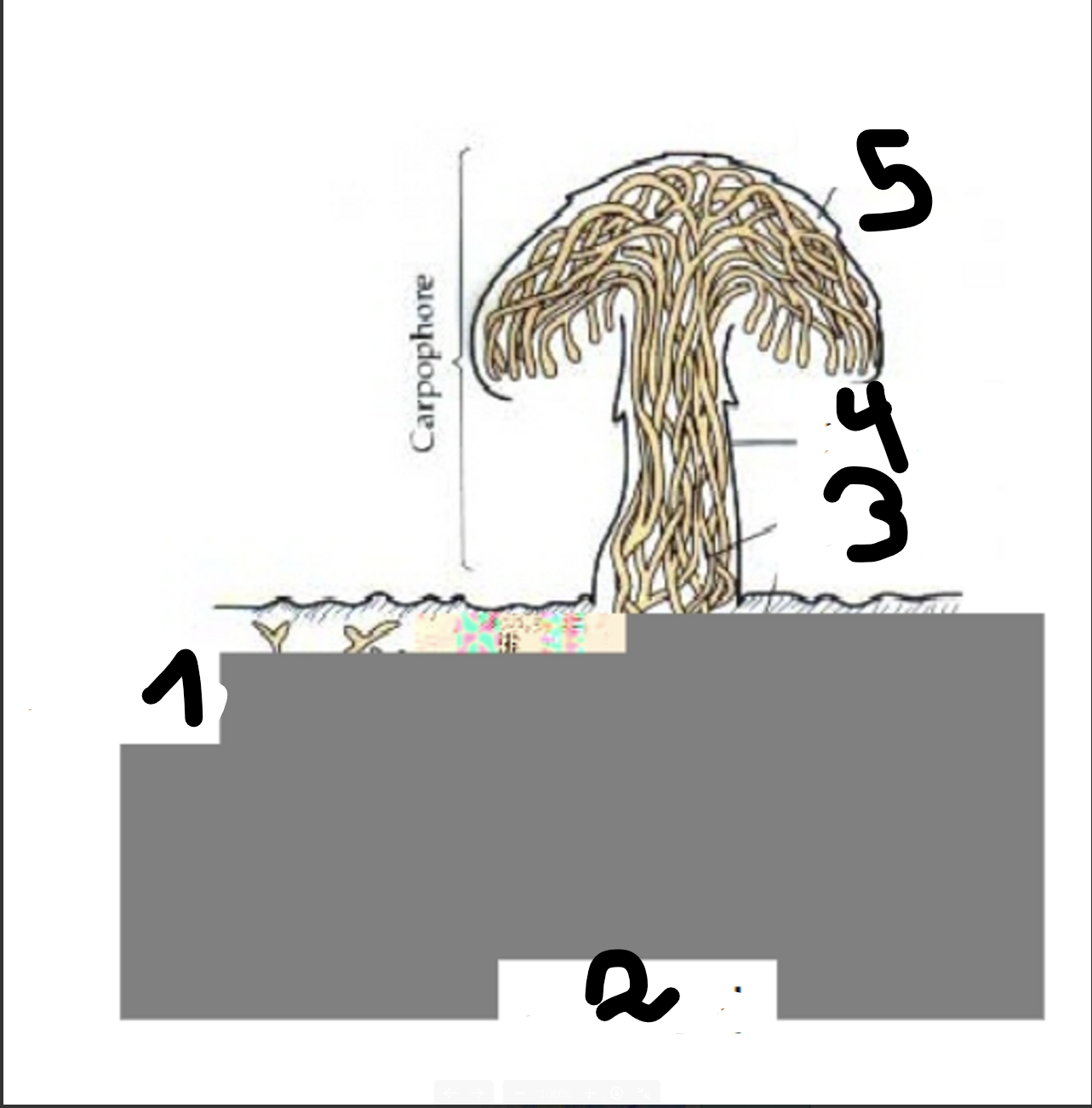 term image