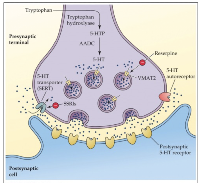 <p>CNS</p>