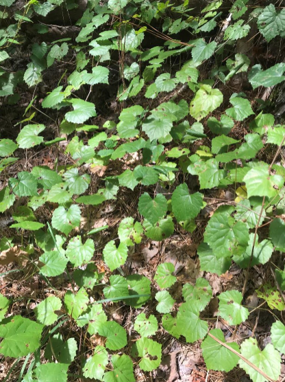 <p>What are some of the wildlife benefits of this plant?</p><p>Soft mass production, browse for multiple species, and nesting cover</p><p>Nesting cover and soft mast</p><p>Browse for some species and soft mast</p><p>Only nesting cover</p>