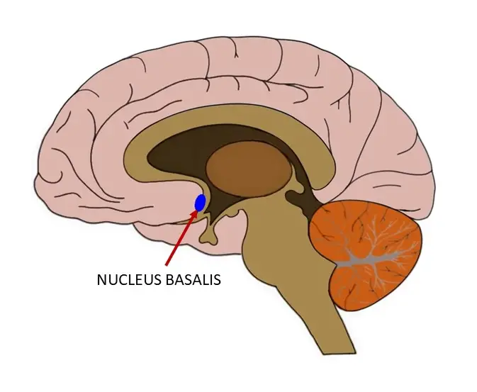 <p>nucleus basalis</p>