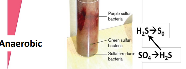 <p>SO4—&gt;H2S</p><p>H2S—&gt;S<sub>0</sub></p><ul><li><p>Anaerobic</p></li></ul><p></p>