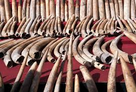 <p>V. <strong>Săn trộm</strong>, bắt động vật bất hợp pháp.</p><p><strong>SYN:</strong> hunt illegally, simmer, cook gently</p><p><span data-name="small_blue_diamond" data-type="emoji">🔹</span> Many elephants are<span style="color: red"> <strong>_____</strong></span><strong>ed </strong>for their ivory.<br>→ Nhiều con voi bị <strong>săn trộm</strong> để lấy ngà.</p><p><span data-name="small_blue_diamond" data-type="emoji">🔹</span> The national park has strict laws against <span style="color: red"><strong>_______</strong></span><strong>ing</strong>.<br>→ Công viên quốc gia có luật nghiêm ngặt chống <strong>săn trộm</strong>.</p>