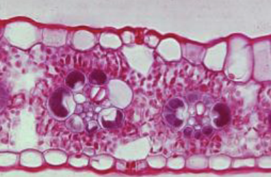 <p>Monocot or dicot?</p>