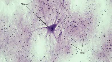 <p>Sense change , respond by electrical impulses along axons </p>