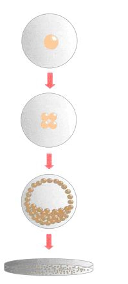 <p>The production of embryonic stem cells for use in replacing or repairing damaged tissues or organs</p>