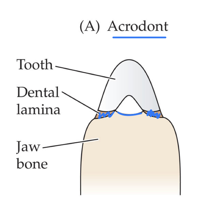 
1. agamidae
2. chamaeleonidae