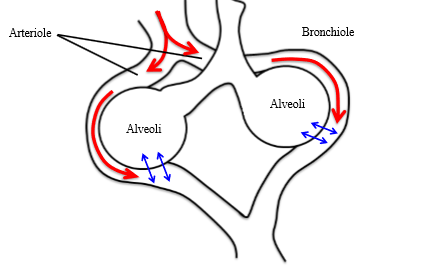 <p>Respiratory system can maintain appropriate ventilation and perfusion in different lung regions - allows for elimination of mismatch of ventilation and perfusion</p><p></p>