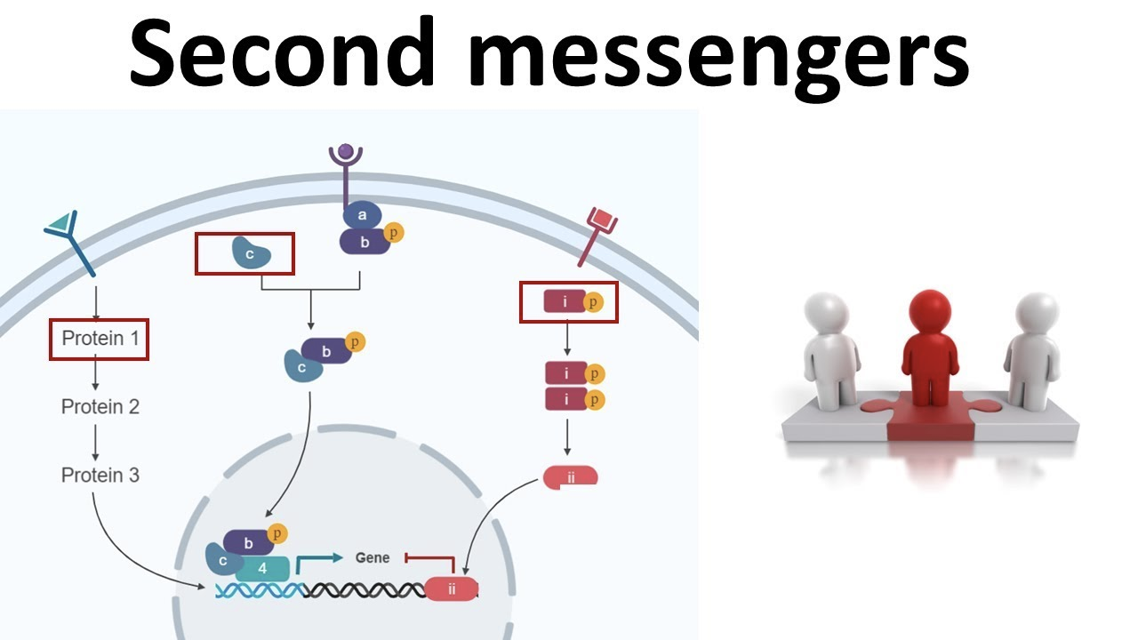 <p>Amino acid derived hormones and peptides cannot pass through</p><p>bind to receptors on outer surface of membrane and initiates 2nd messenger system</p>