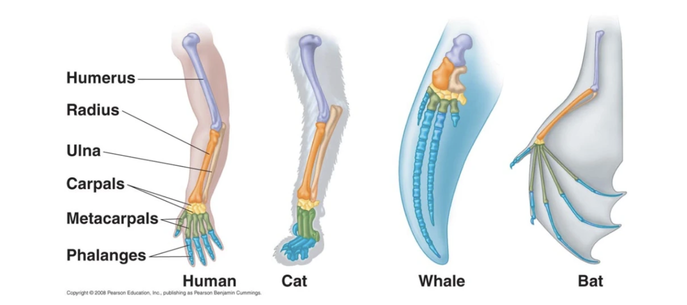 <p><span style="font-family: &quot;Proxima Nova&quot;, sans-serif;">Body parts that have the same basic structural design but may serve different functions in different organisms.</span></p>