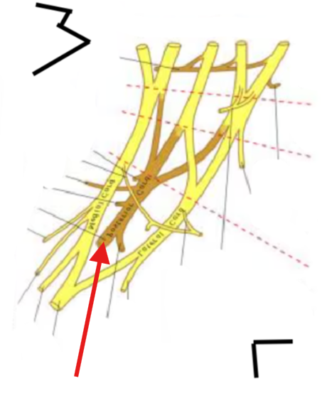<p>What is this structure?</p>