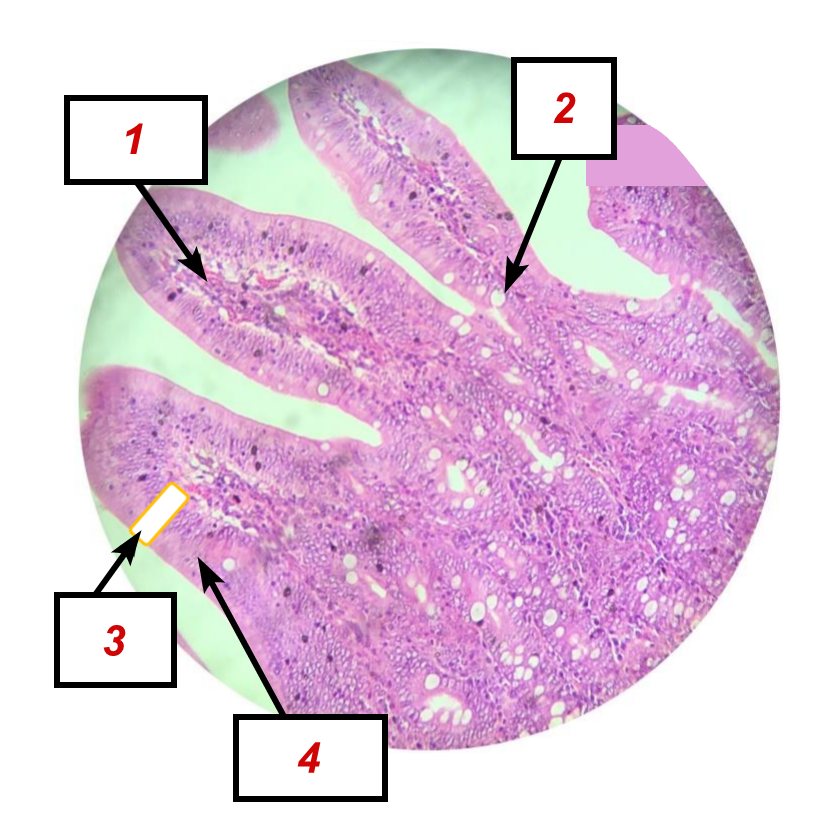 <p>Identifique as <strong>ESTRUTURAS</strong> indicadas na lâmina.</p>