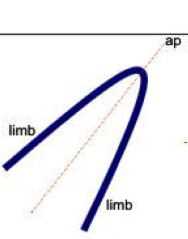 Axial plane is inclined, the two limbs dip in the same directions 