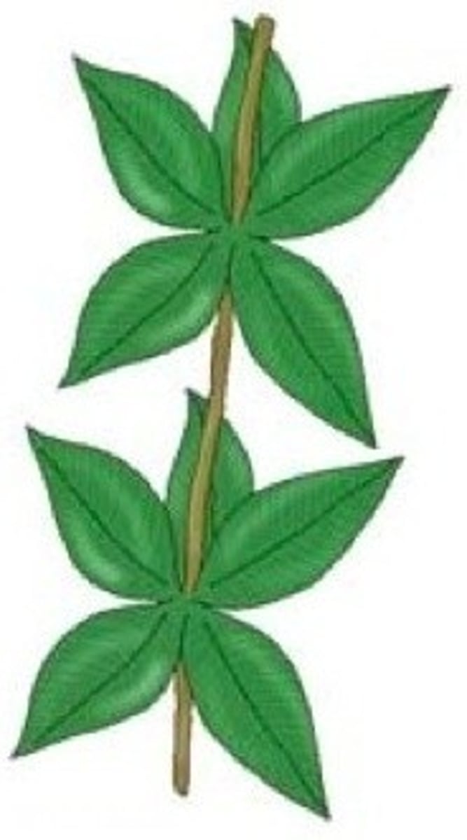<p>the arrangement of leaves on the stem of a plant</p>