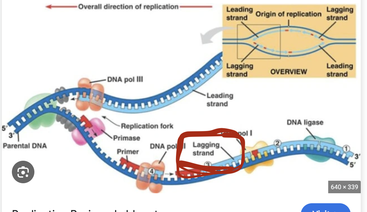 <p>Lagging strand</p>