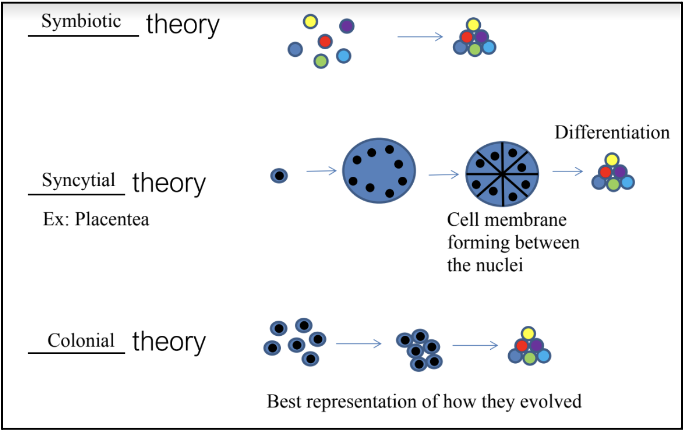 <p>1) Symbiotic Theory</p><ul><li><p>Separate species came together to form a multicellular organism</p></li></ul><p>2) Syncytial Theory (e.g placenta)</p><ul><li><p>A single unicellular organism, with multiple nuclei, could have developed internal membrane partitions around each of its nuclei<span>, and then specialized to form a new cell</span></p></li></ul><p>3) Colonial Theory</p><ul><li><p>Multiple cells from the same unicellular species came together and specialized to become a multicellular organism</p></li></ul><p></p>
