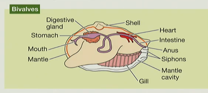 <p>how does the bivalve’s body plan differ from the generalized mollusk body plan? (i.e what are the modifications)</p>