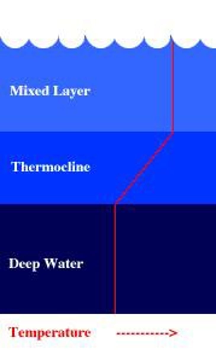 <p>the point at which the temperature changes from warmer surface waters to deeper, colder water.</p>