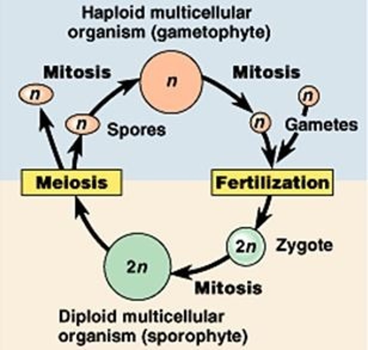 <p>sporic life cycle</p>