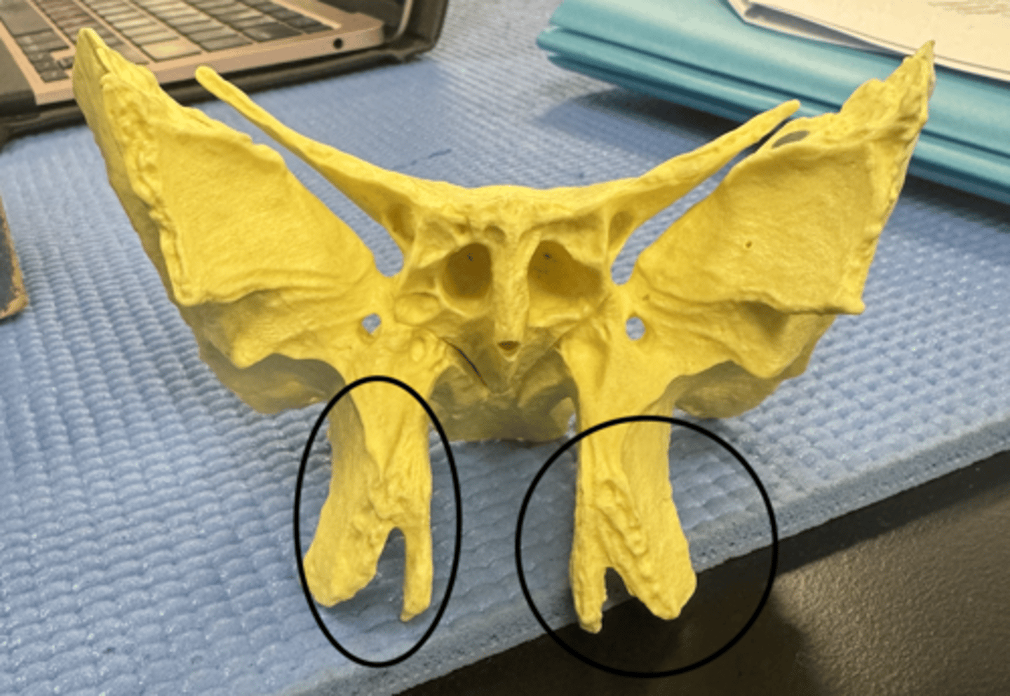 knowt flashcard image