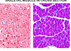 <p>BQ:What is this subcategory tissue type? *HINT- It is a muscular tissue that provides structural and metabolic(stores glucose) functions.</p>