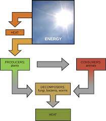 <p>the flow of energy throughout living organisms</p><p>cellular process such as the building and breaking down of complex molecules occur through chemical reactions</p><ul><li><p>some reactions are spontaneous and release energy, whereas others require energy to take place</p></li><li><p>all of our energy comes from the sun (plants get energy from the sun and produce glucose —&gt; we eat the plants/the animals we eat ate the plants</p></li><li><p>divided by 10 as you go up each level of energy transfer pyramid </p></li></ul>