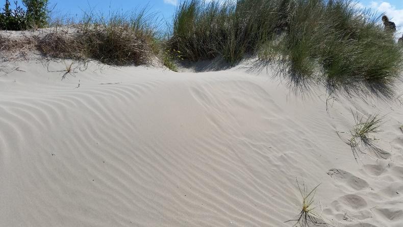 a fore dune
