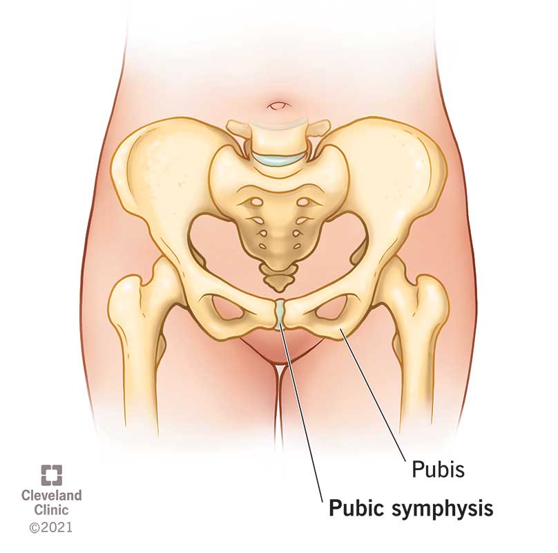 The joint formed by the union of pubic bones 