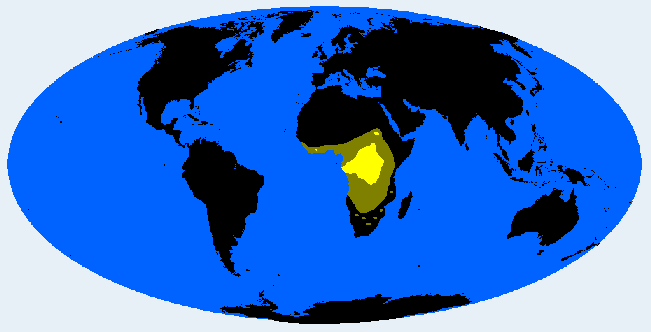<p>Congolesid (Congolid)</p>