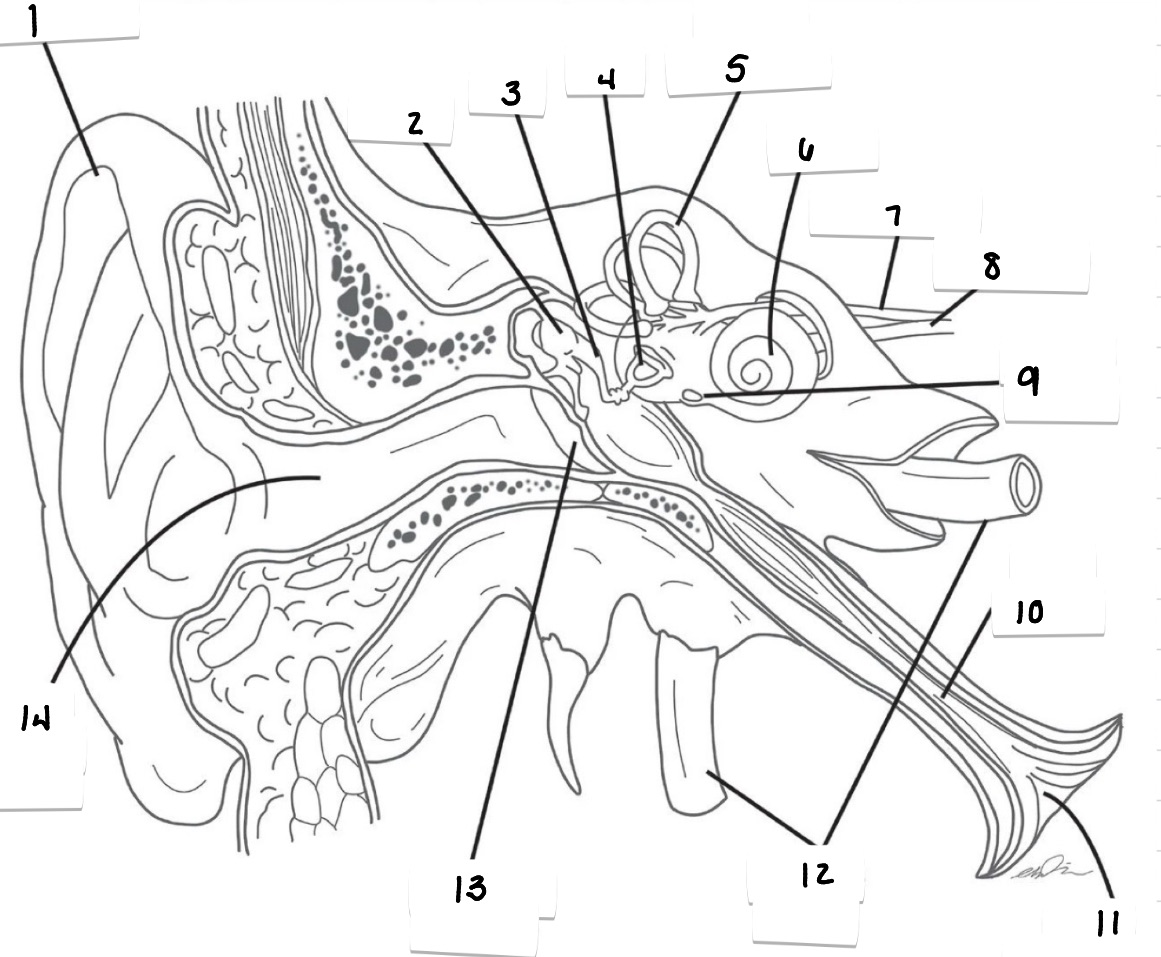 <p>What is the correct label for #2?</p>