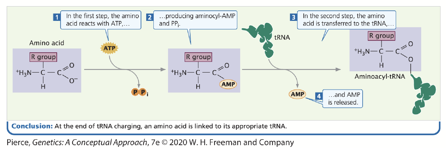 <p>When a tRNA’s respective amino acid is attached to its tRNA.</p>