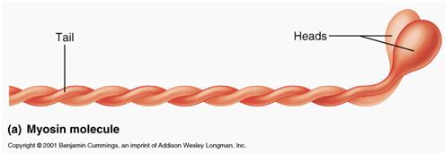 <p>Head, tail, flexible hinge region, ATP-binding site, Actin-binding site</p>